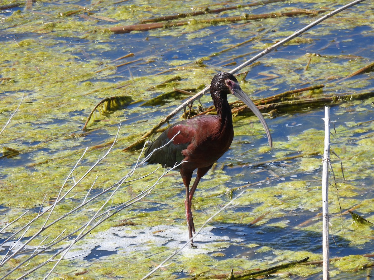 White-faced Ibis - ML623006222