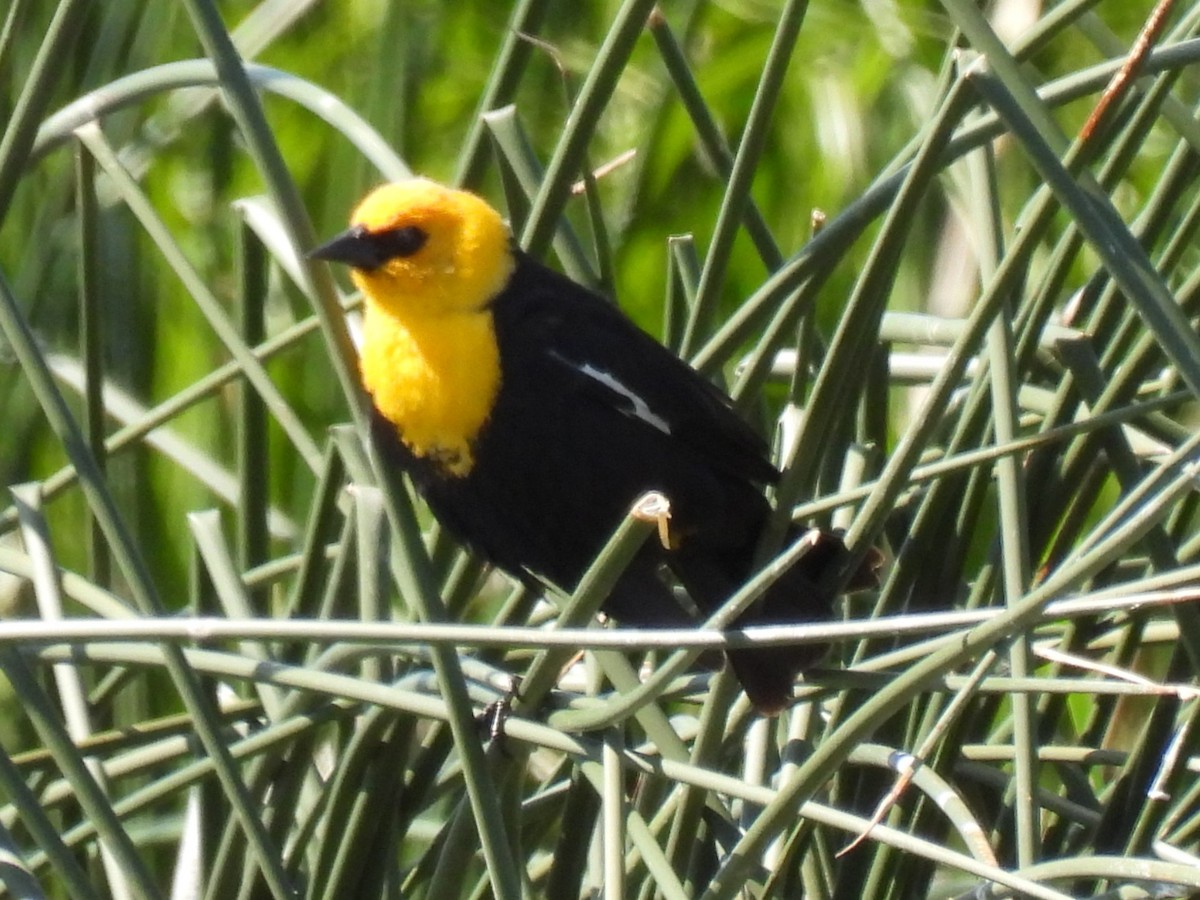 Yellow-headed Blackbird - ML623006264