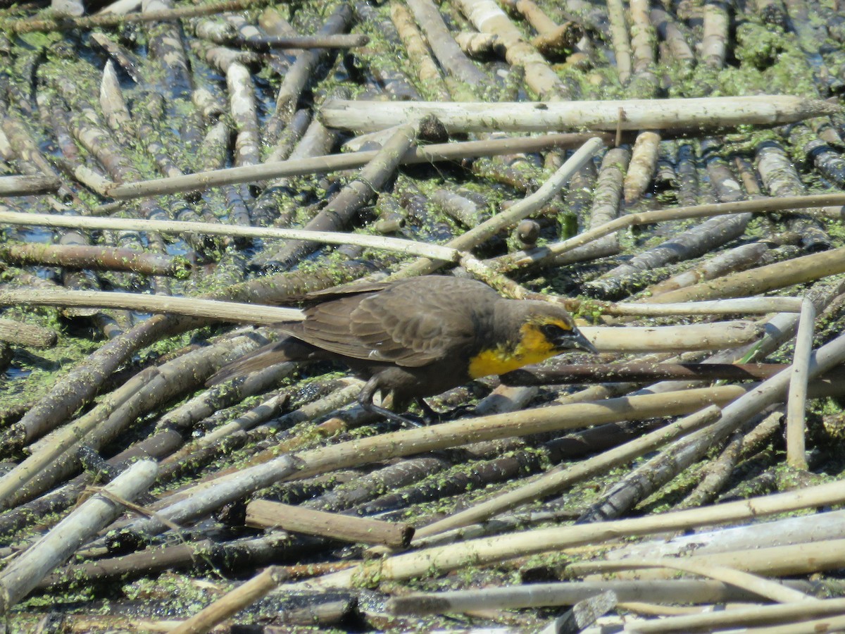 Yellow-headed Blackbird - ML623006269