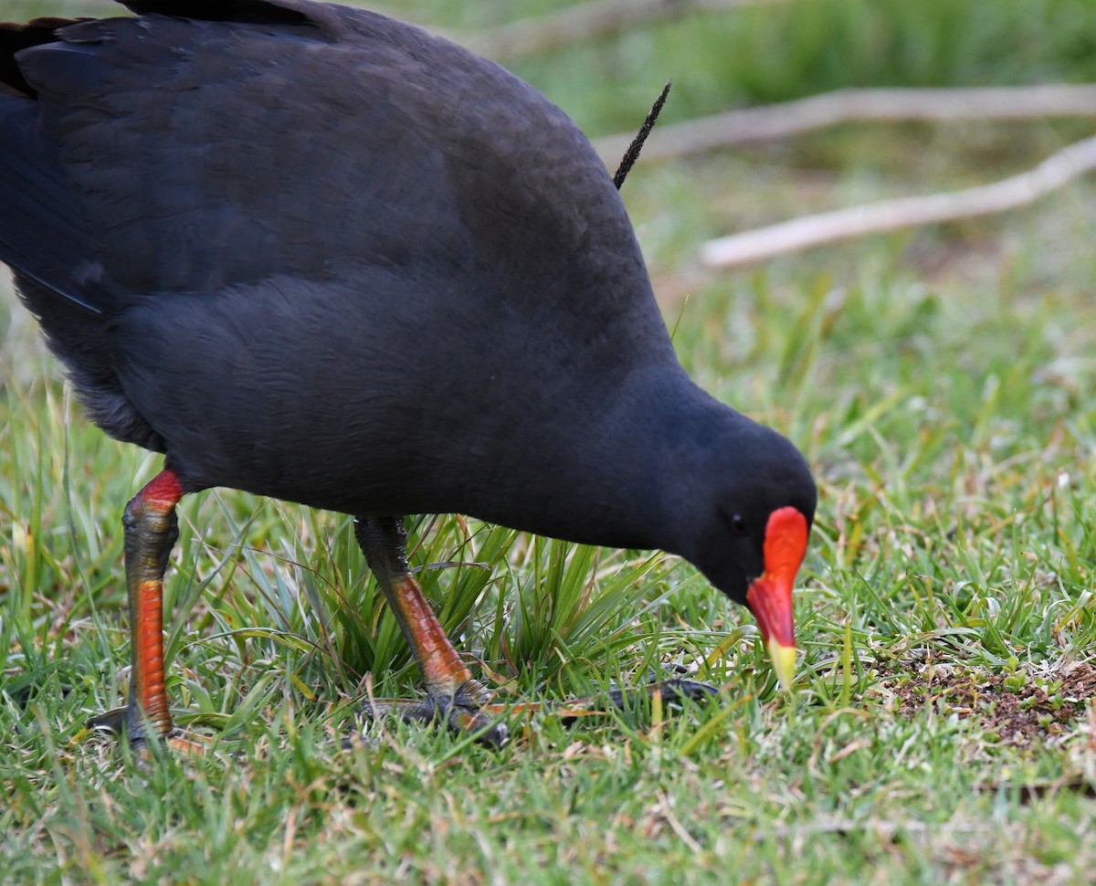 Dusky Moorhen - ML623006280