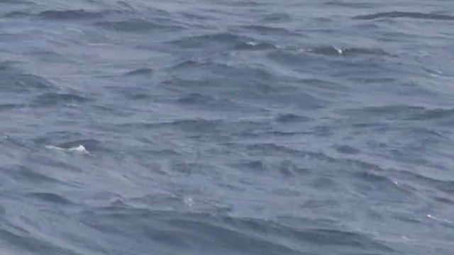 Wilson's Storm-Petrel - ML623006471