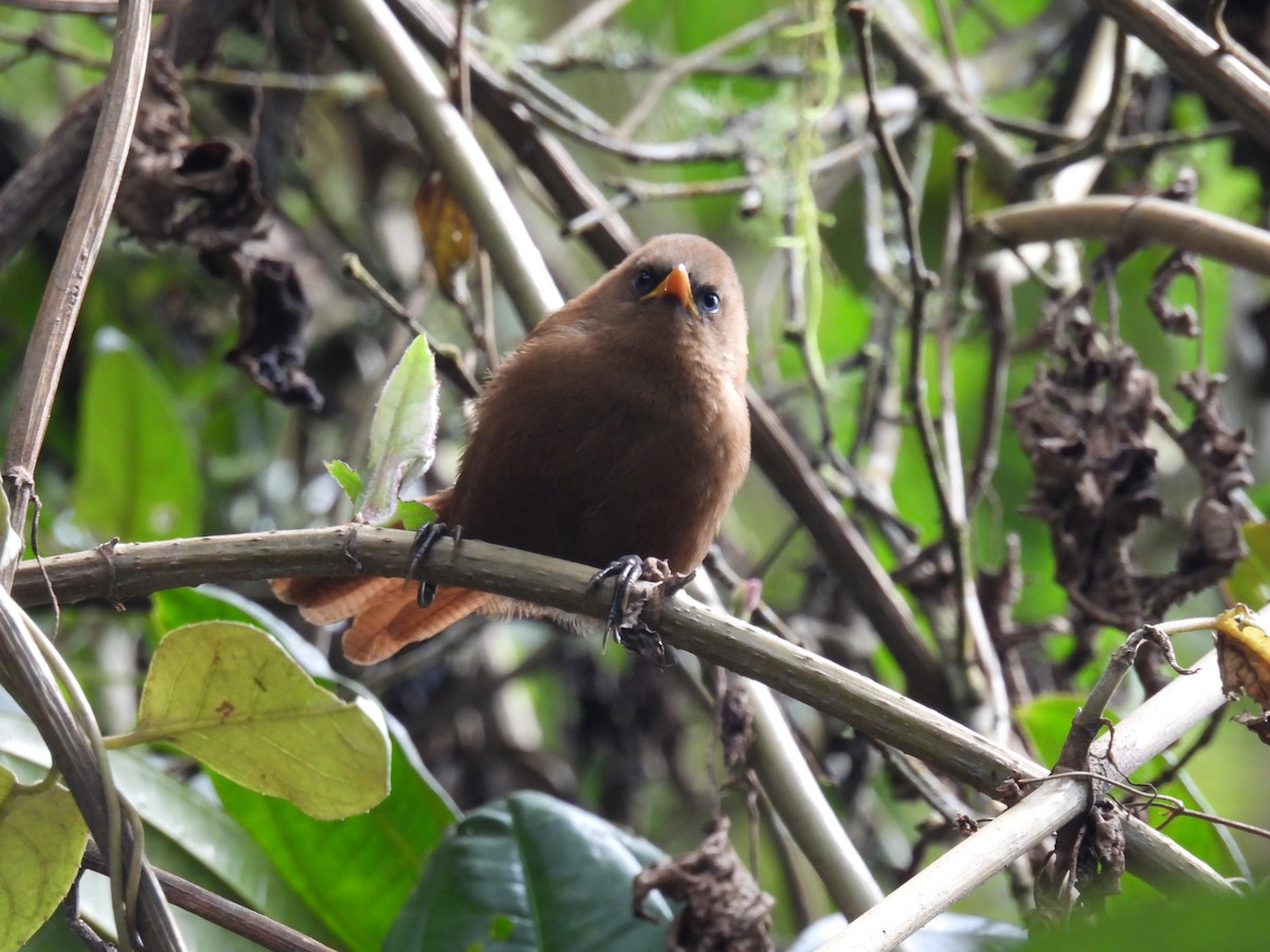 Rufous Wren - ML623006503