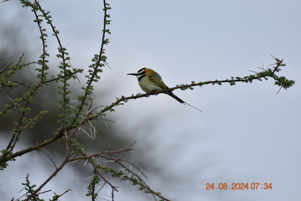 White-throated Bee-eater - ML623006598