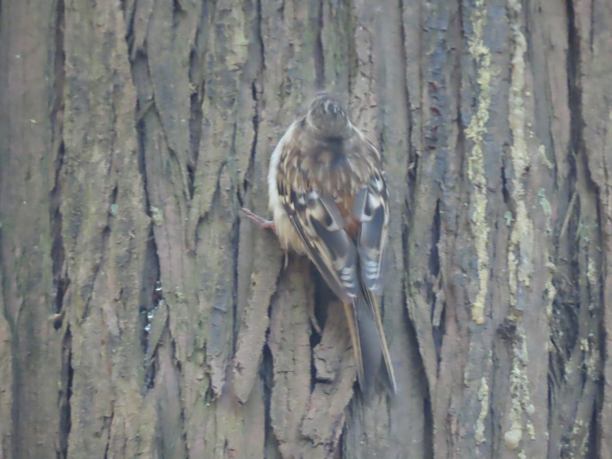 Brown Creeper - ML623006630