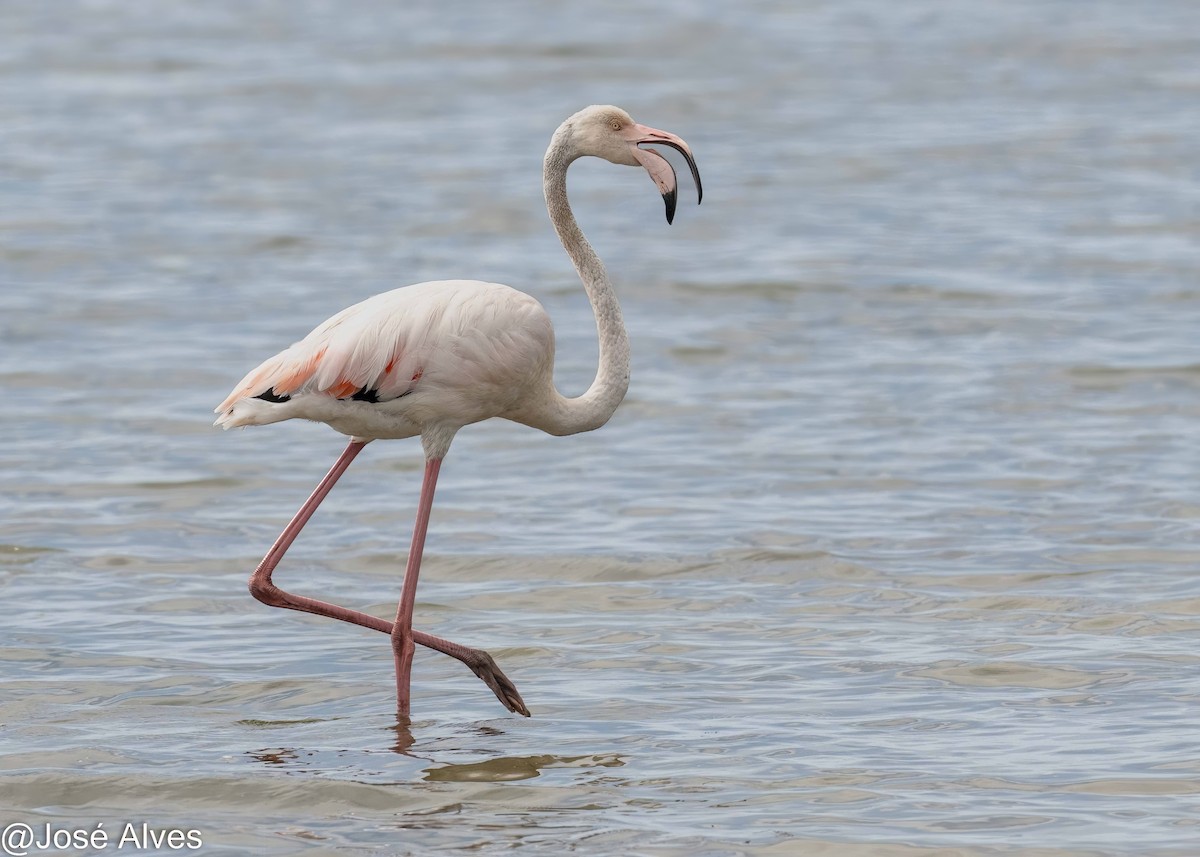 Flamingo - ML623006660