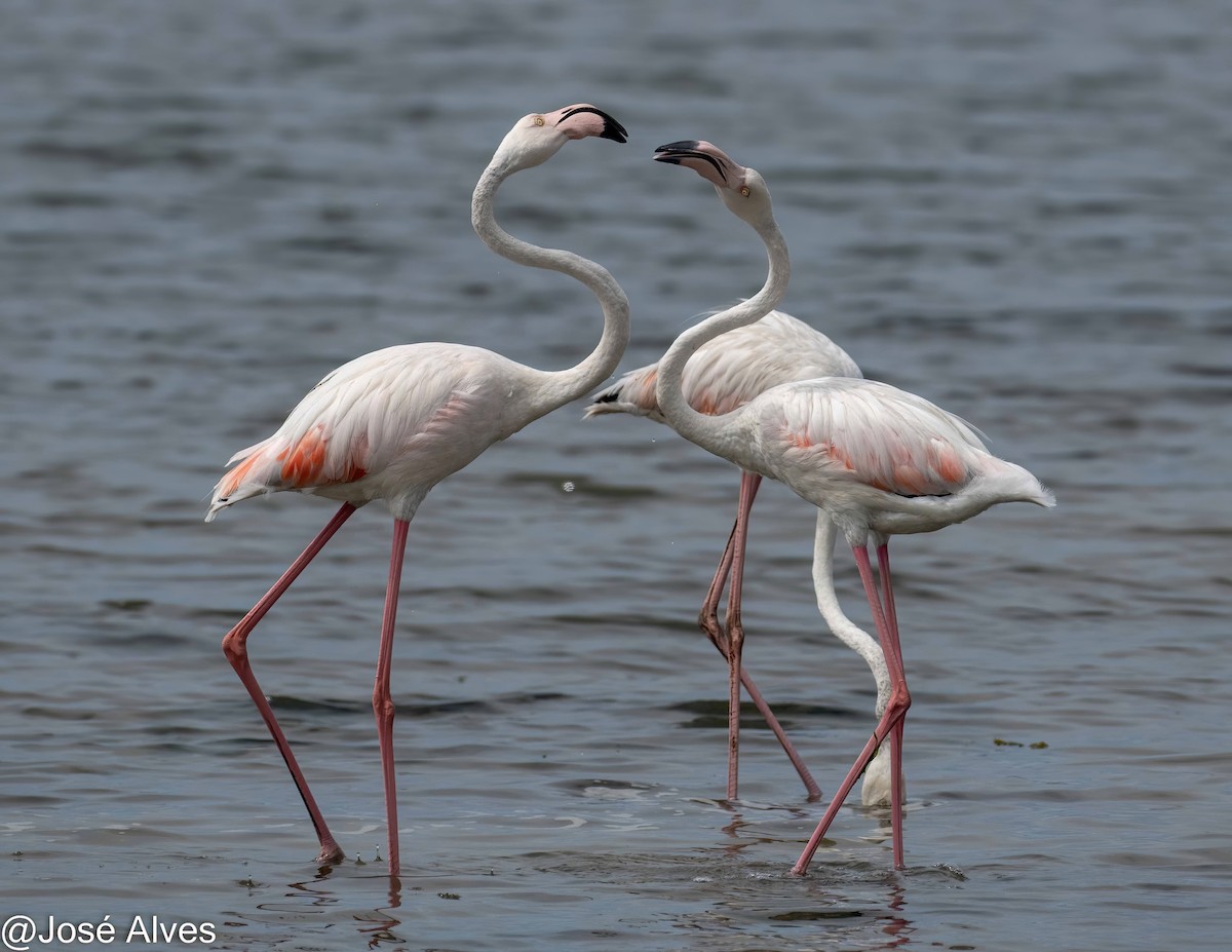 Flamingo - ML623006661