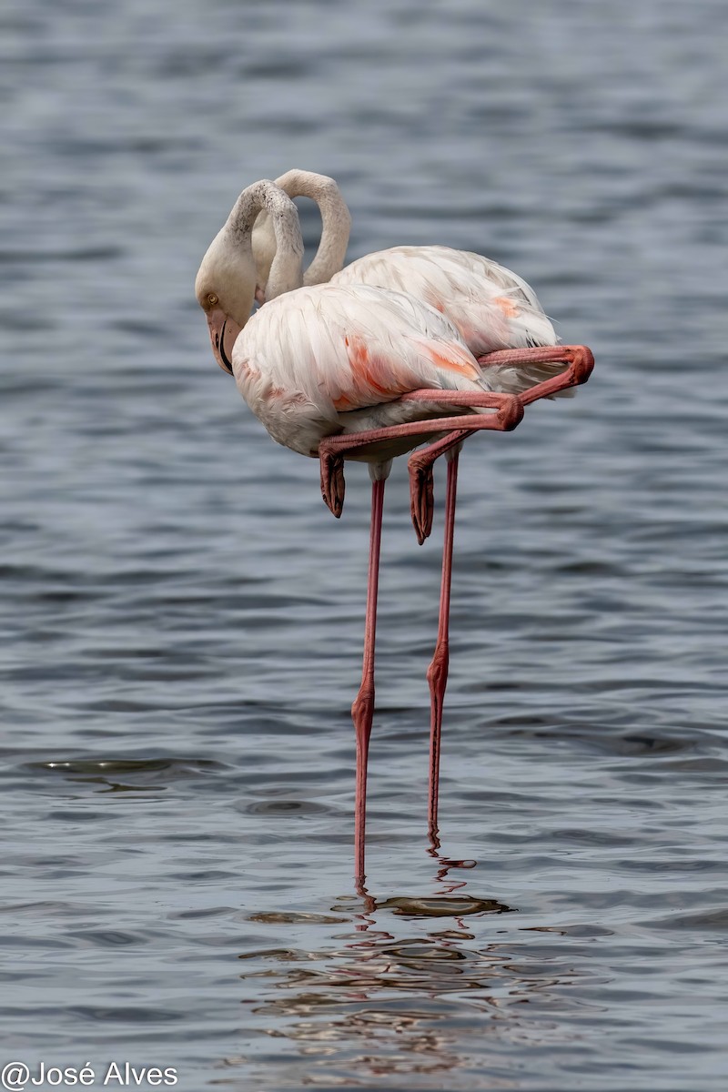 Flamingo - ML623006663