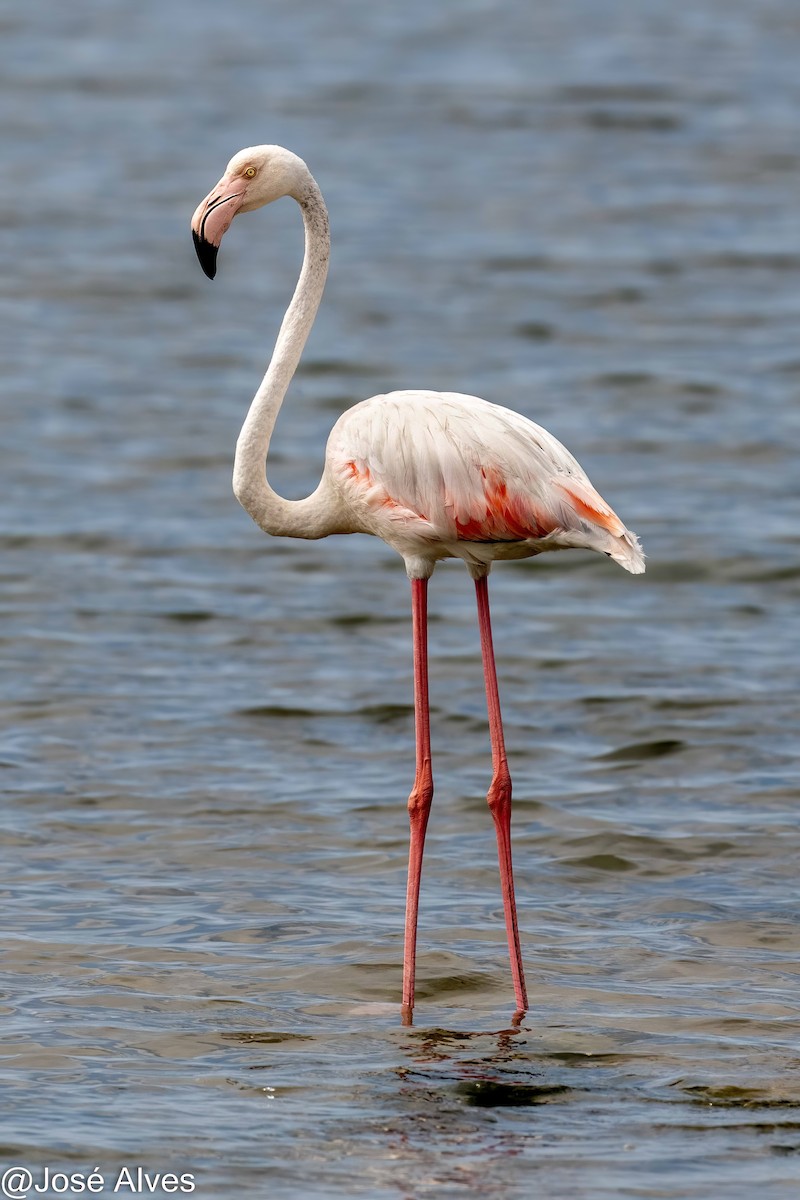 Flamingo - ML623006664