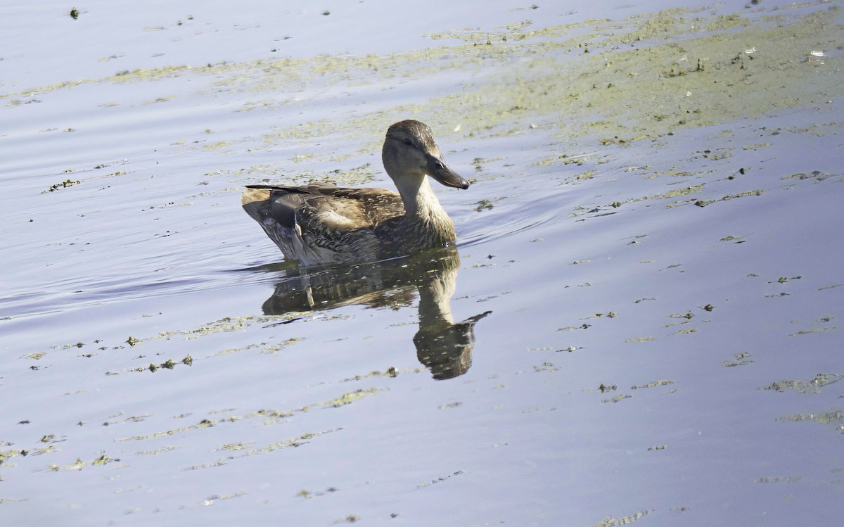 Mallard - Jim Tonkinson