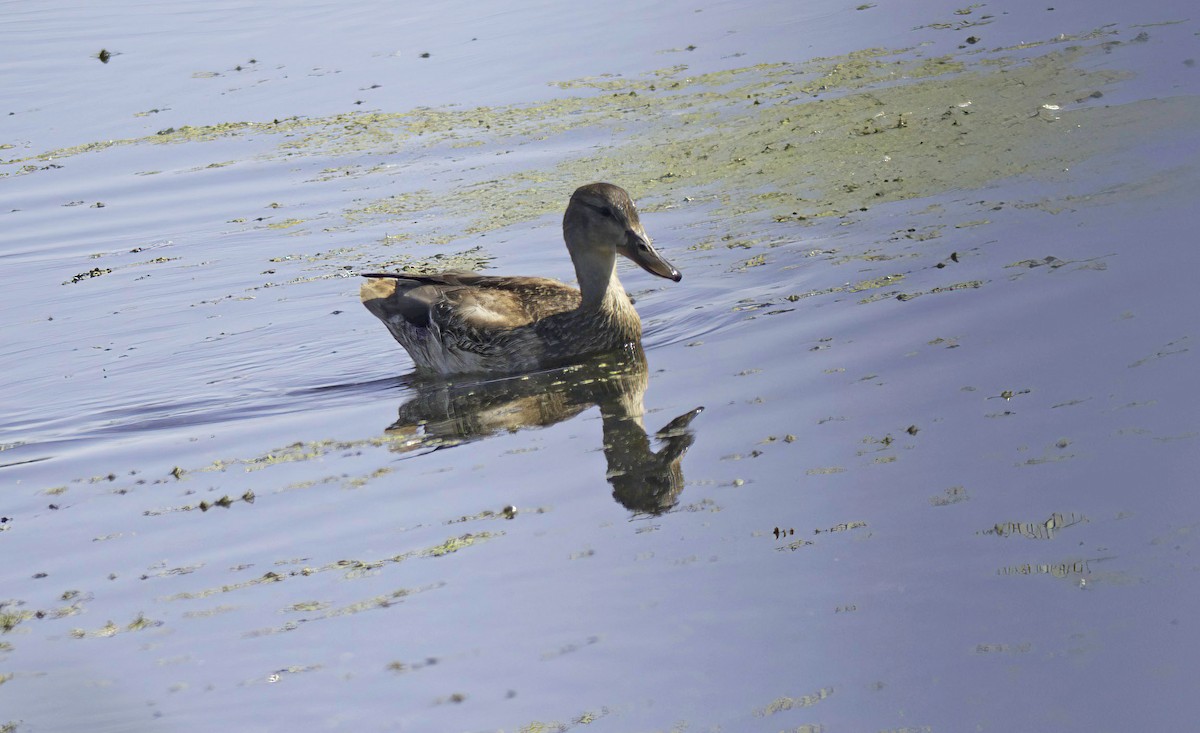 Mallard - ML623006672