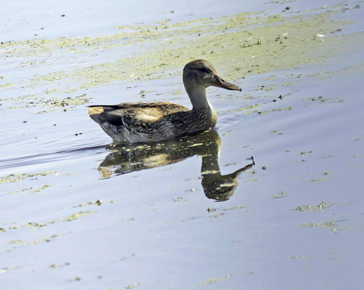 Mallard - ML623006673