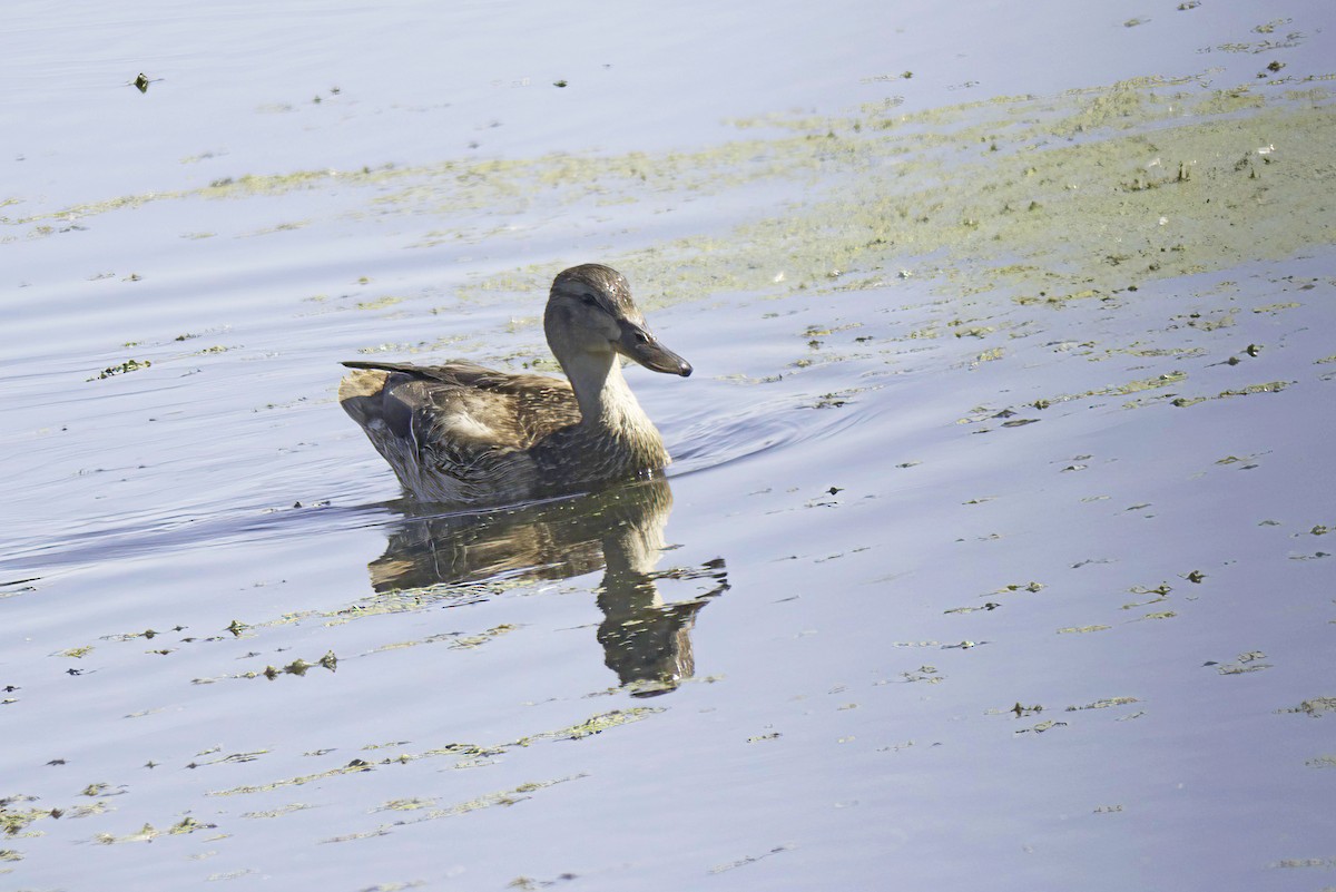 Mallard - Jim Tonkinson