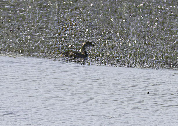 Pied-billed Grebe - ML623006681