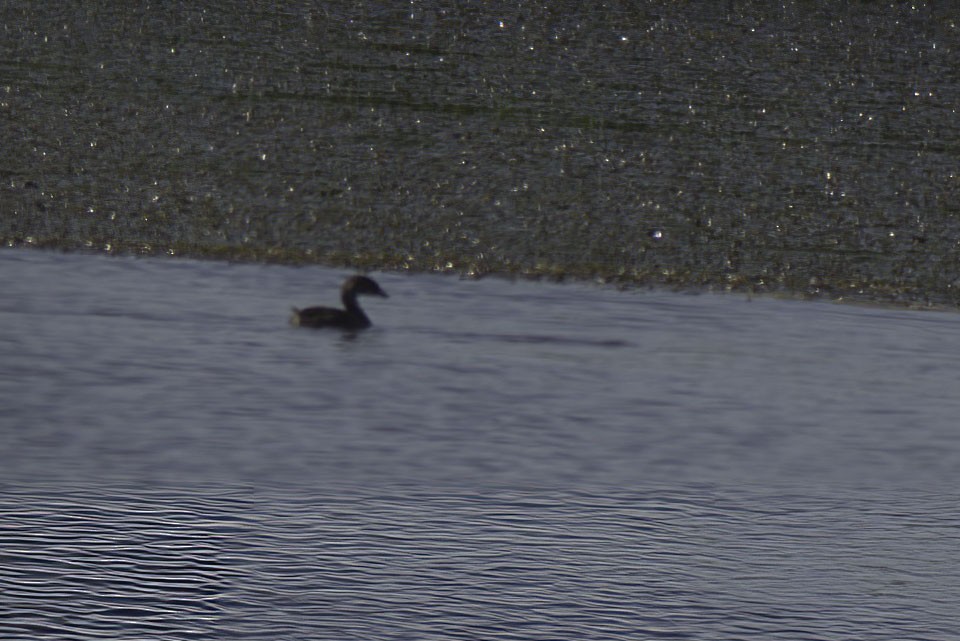 Pied-billed Grebe - Jim Tonkinson