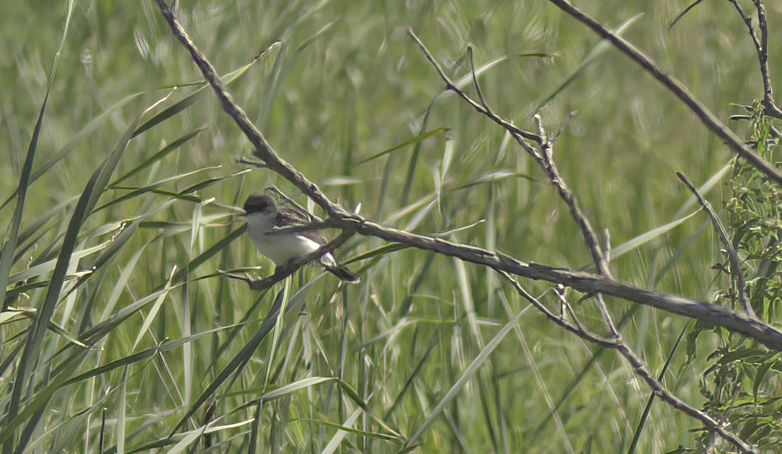 Eastern Kingbird - ML623006684