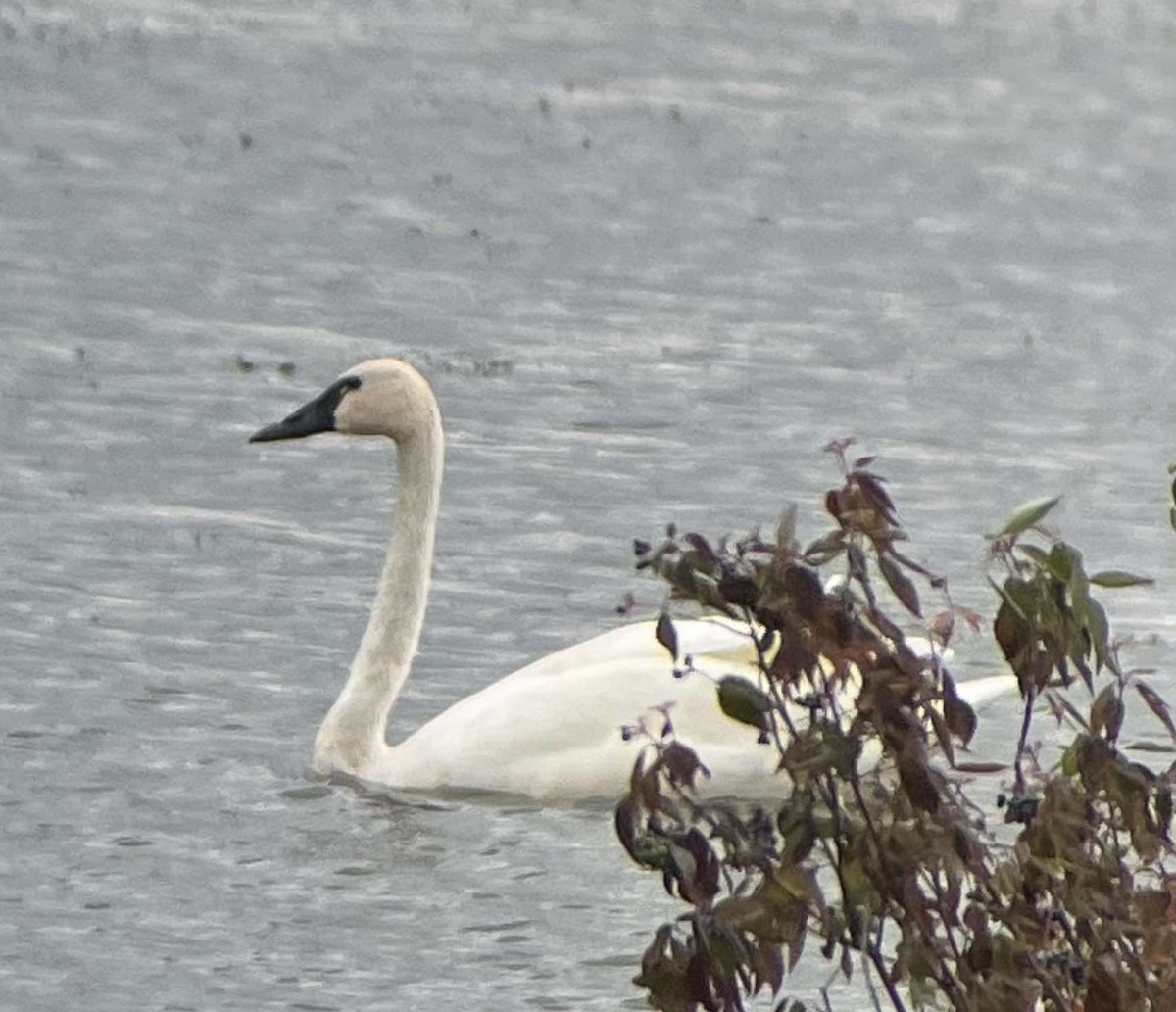 Trumpeter Swan - ML623006704