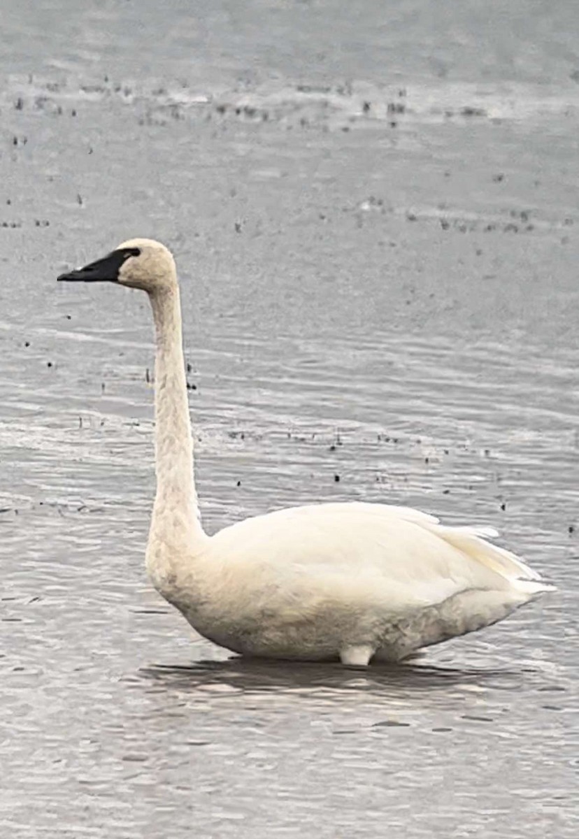 Trumpeter Swan - ML623006705