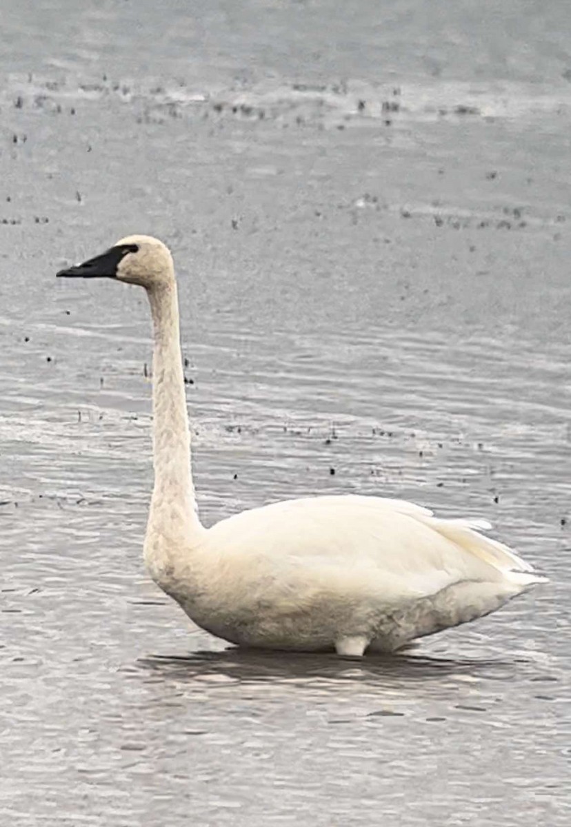 Trumpeter Swan - Tony Latour