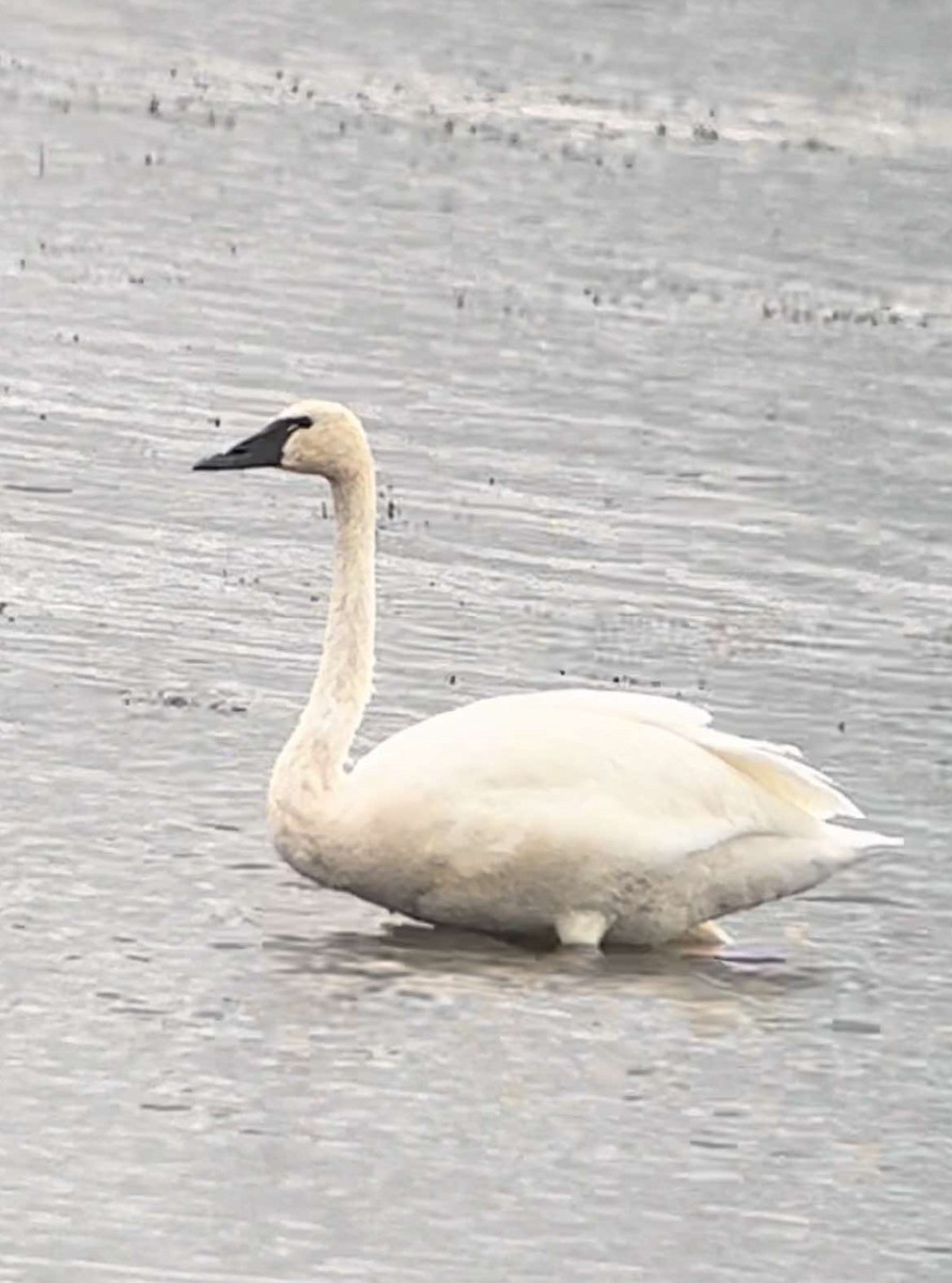 Trumpeter Swan - ML623006706