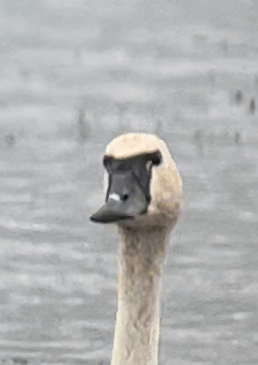 Trumpeter Swan - ML623006707