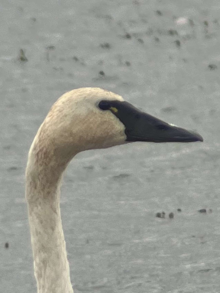 Trumpeter Swan - ML623006708