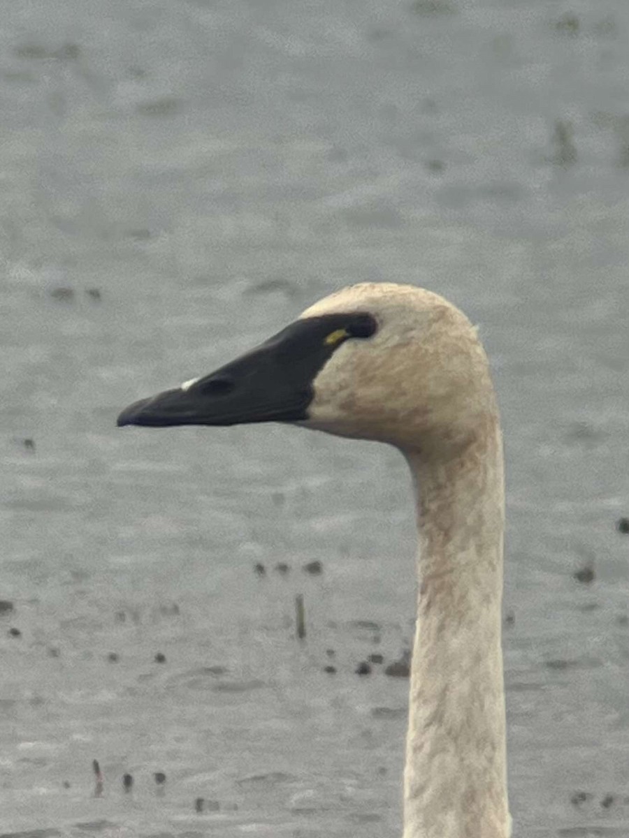 Trumpeter Swan - ML623006709