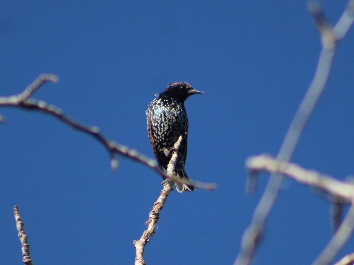 Arabazozo pikarta - ML623006724