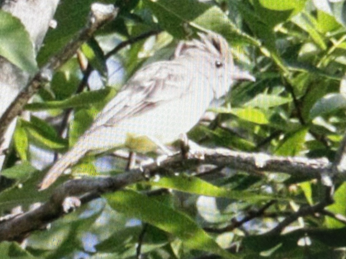 new world flycatcher sp. - ML623006751