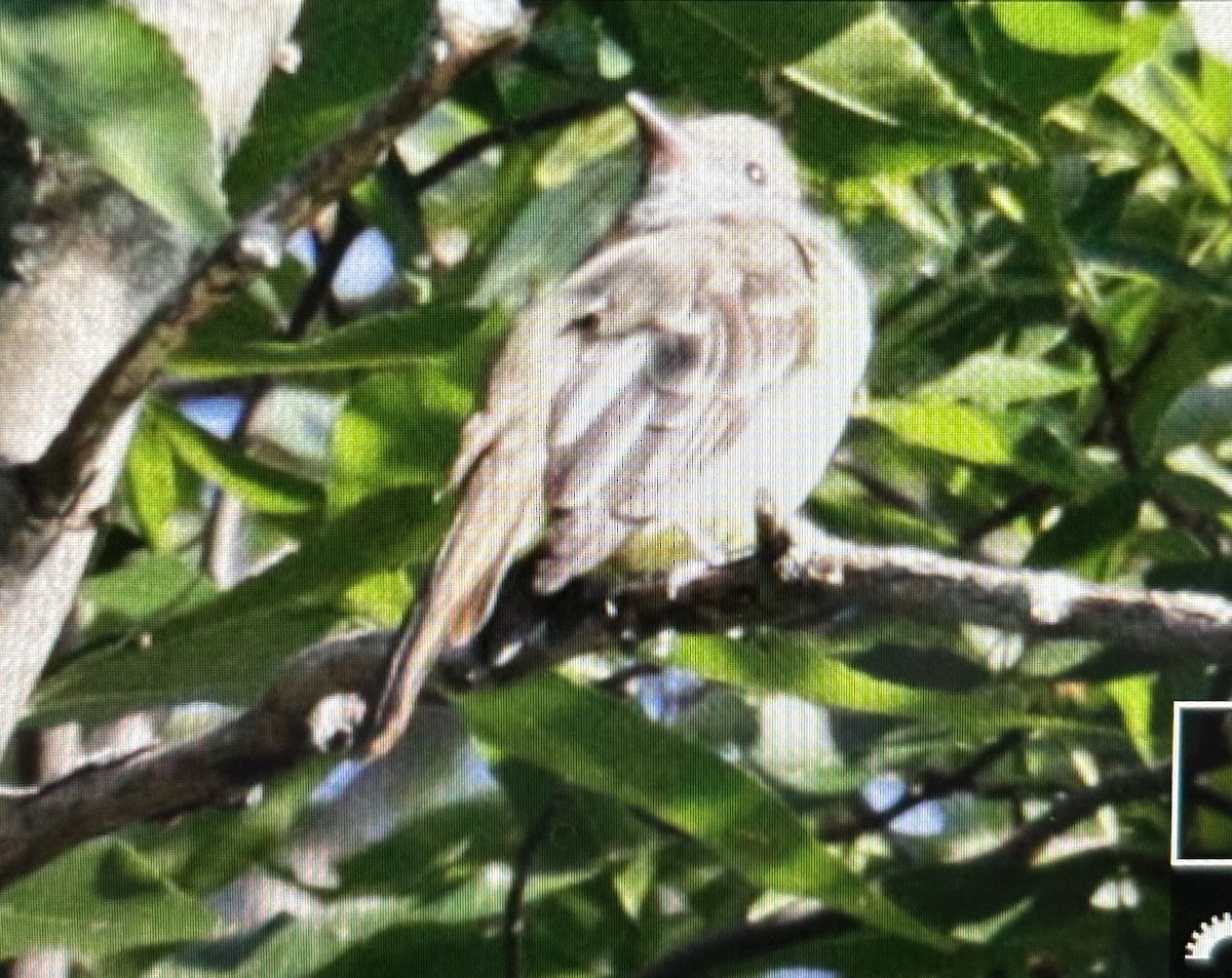 new world flycatcher sp. - ML623006752