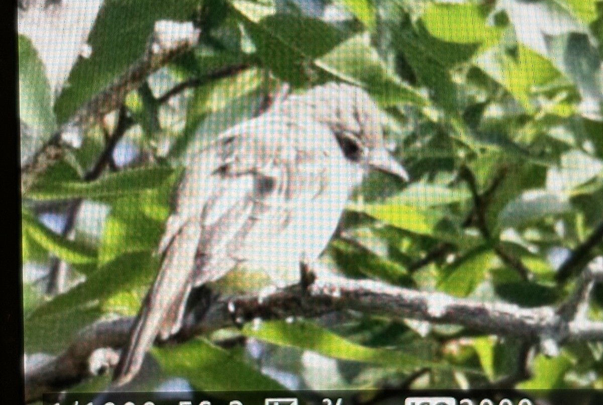 new world flycatcher sp. - ML623006754