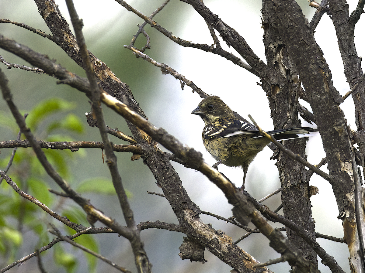 Spotted Towhee - ML623006953
