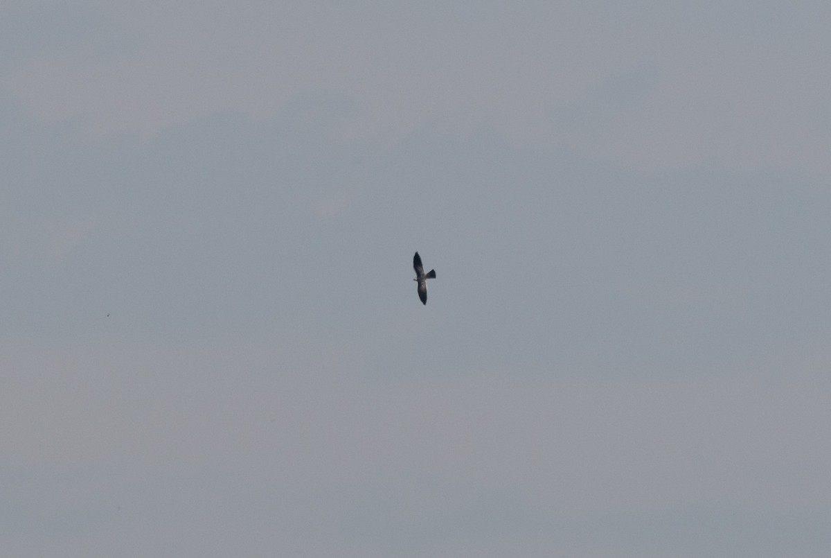 Mississippi Kite - ML623007063