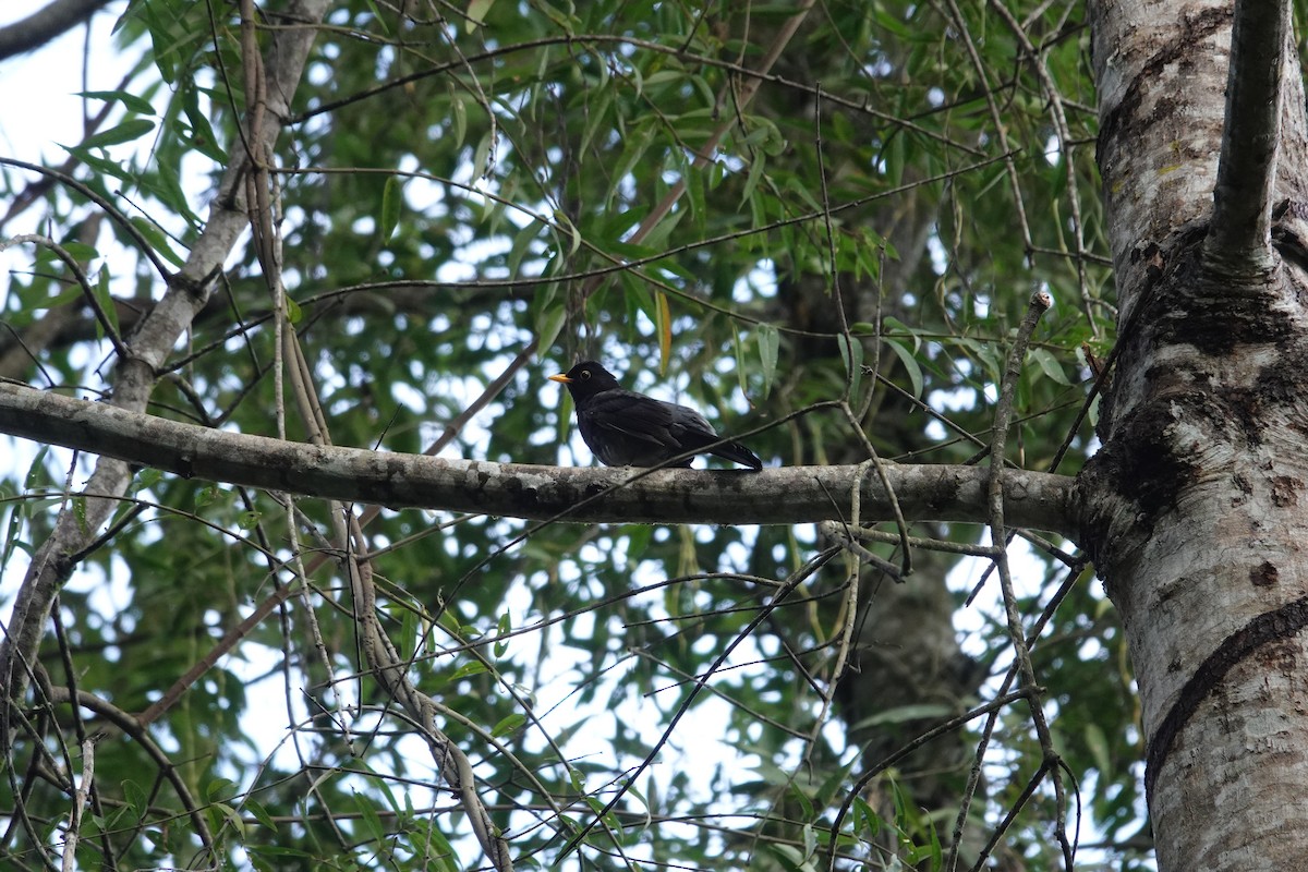 Yellow-legged Thrush - ML623007148