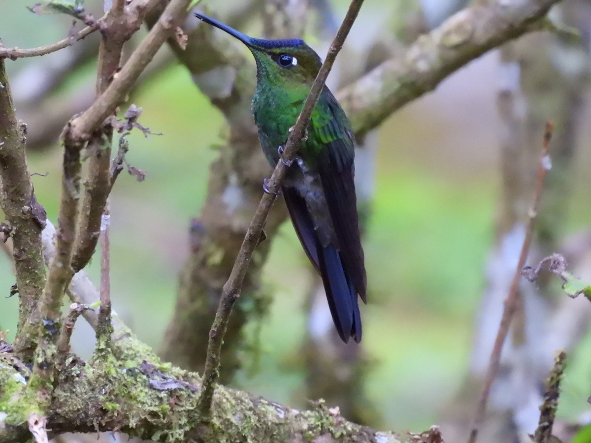 Violet-fronted Brilliant - ML623007192