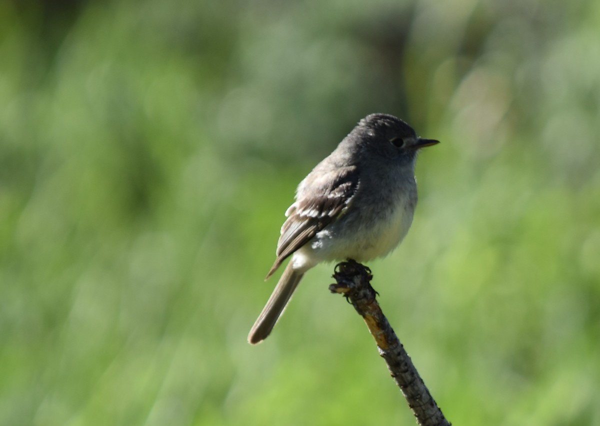 Gray Flycatcher - ML62300721