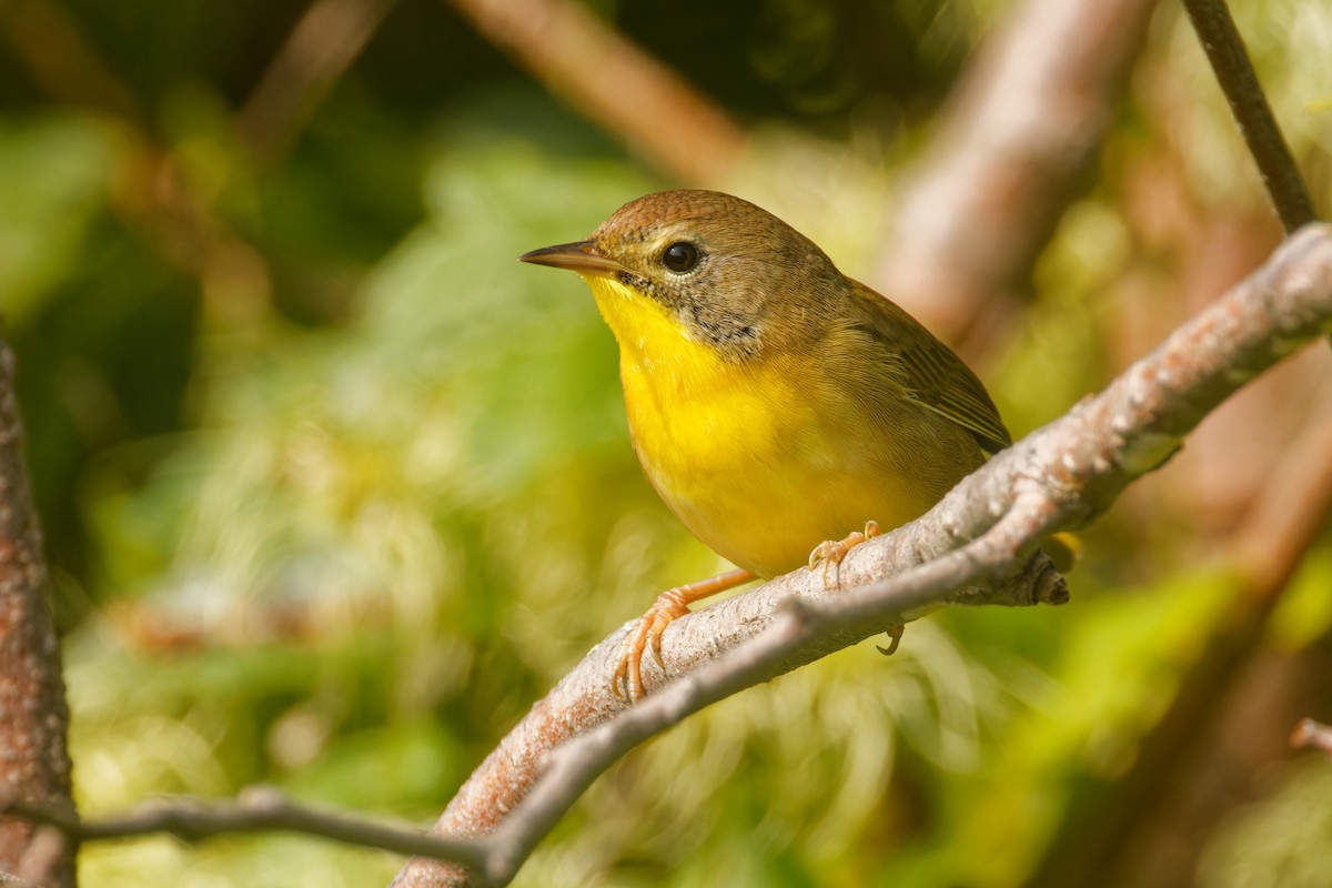 Common Yellowthroat - ML623007228