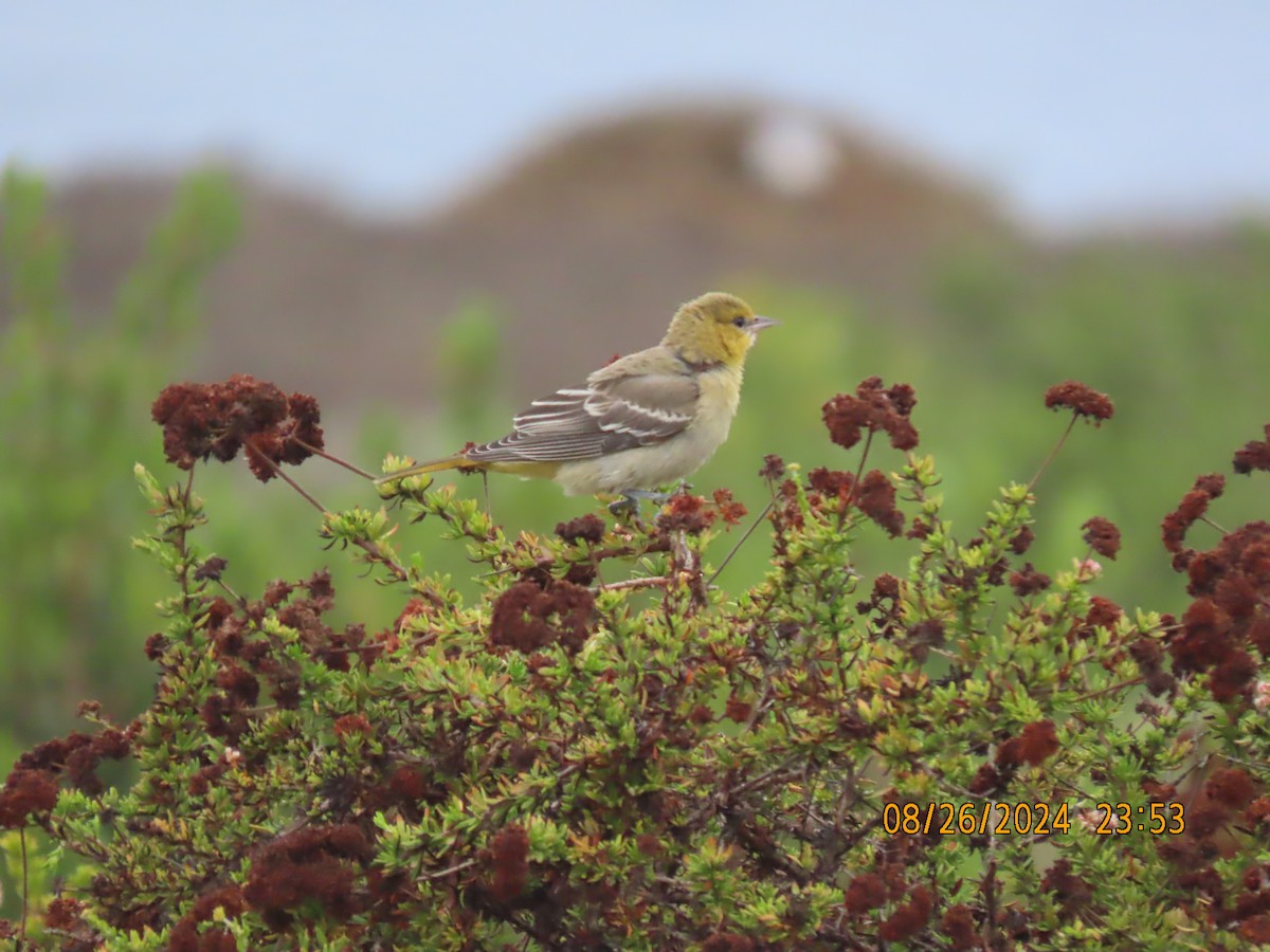 Bullock's Oriole - ML623007266