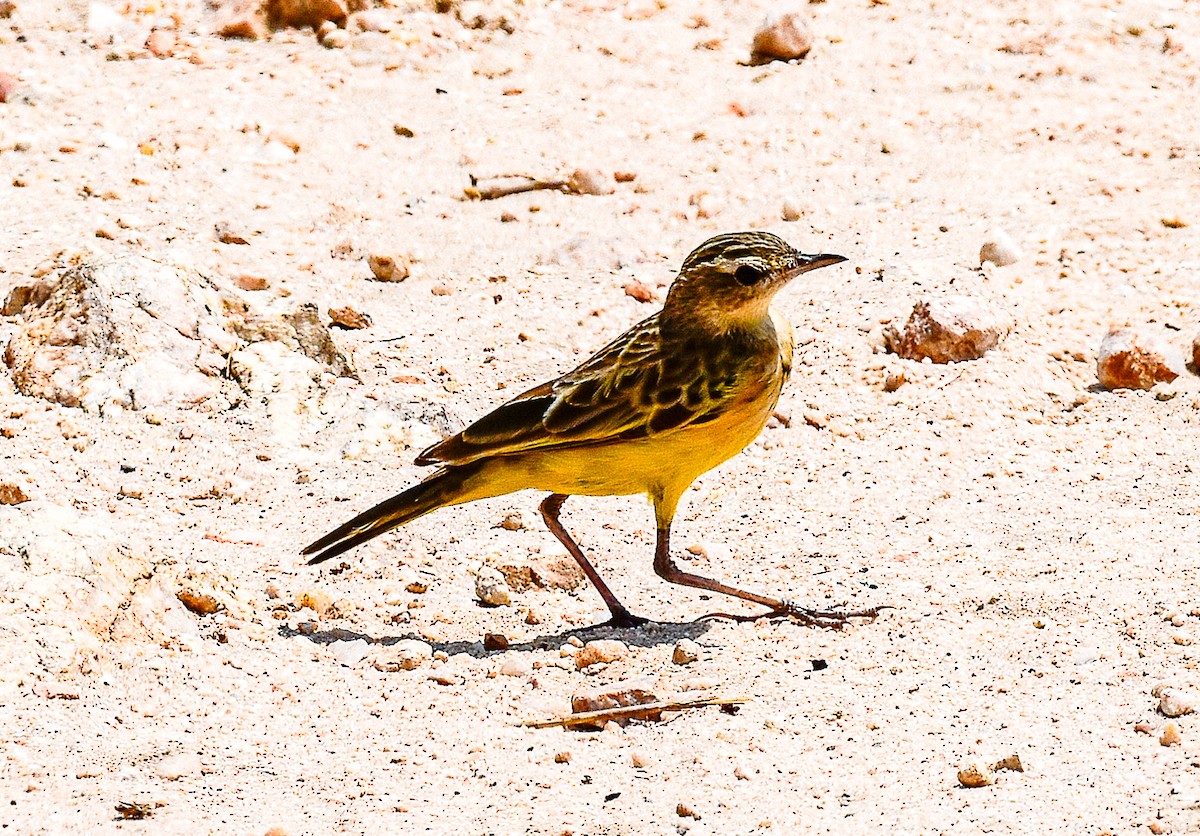 Fawn-colored Lark - ML623007289