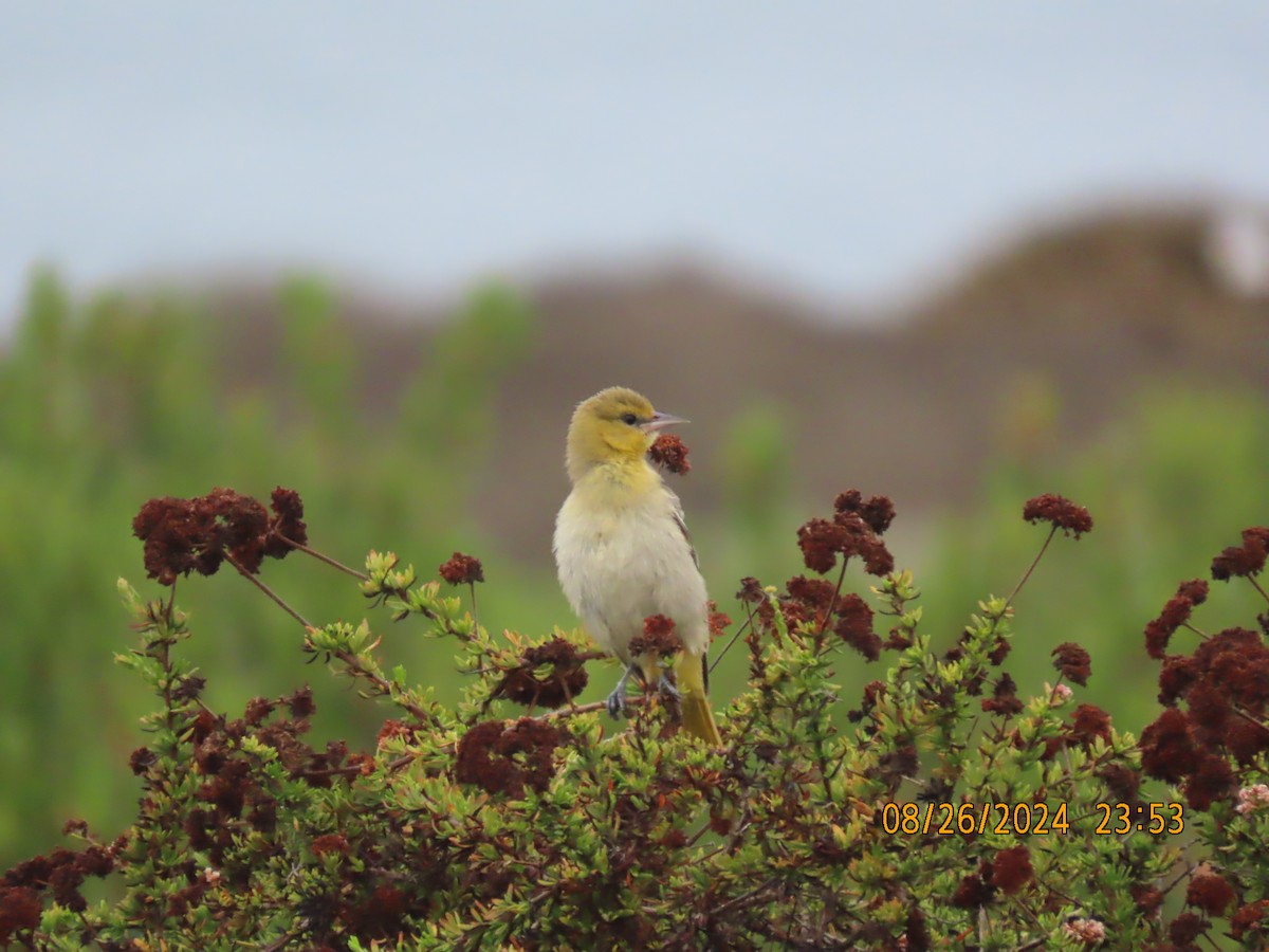 Bullock's Oriole - ML623007298