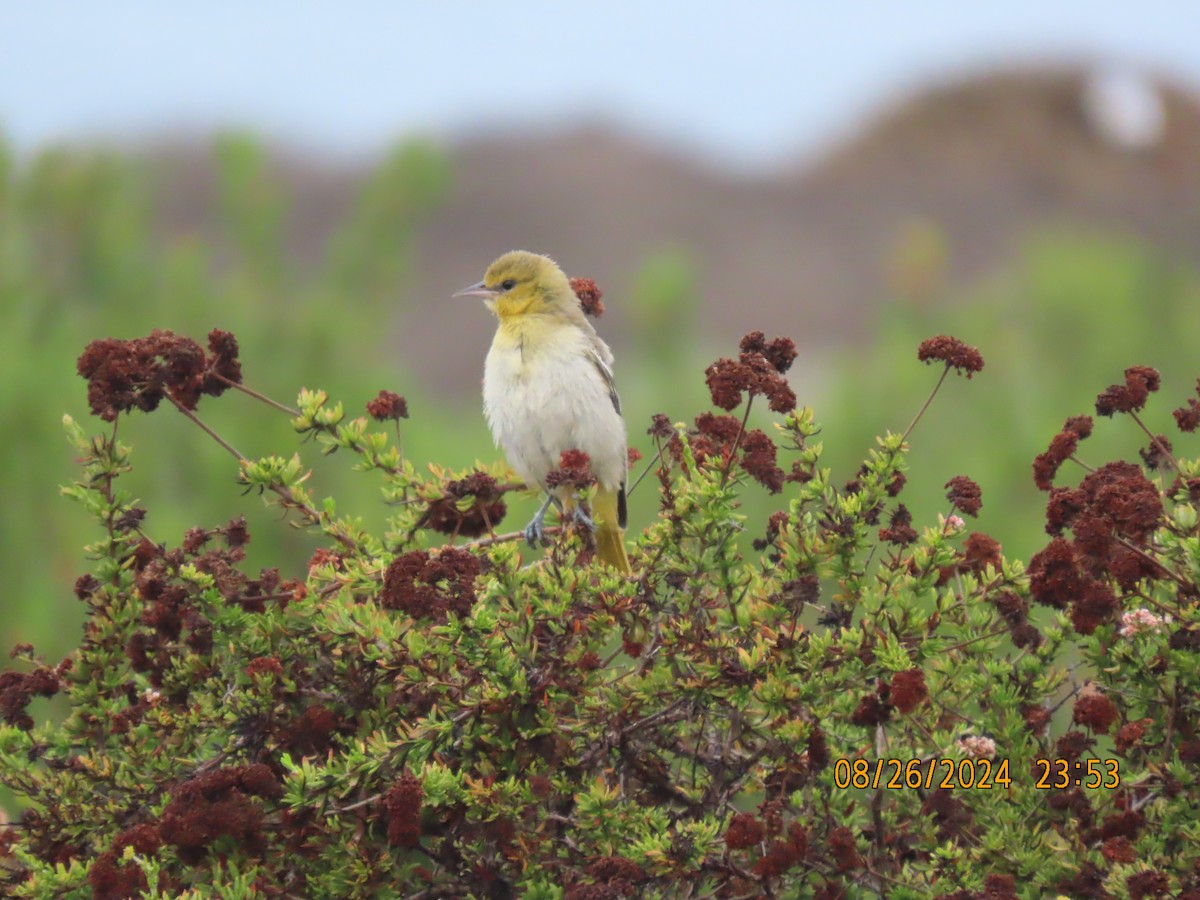 Bullock's Oriole - ML623007305