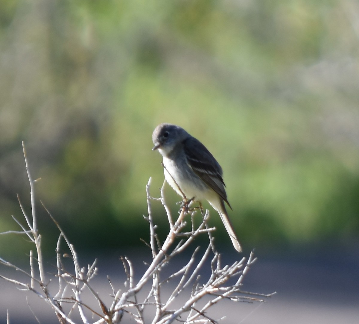 Gray Flycatcher - ML62300731