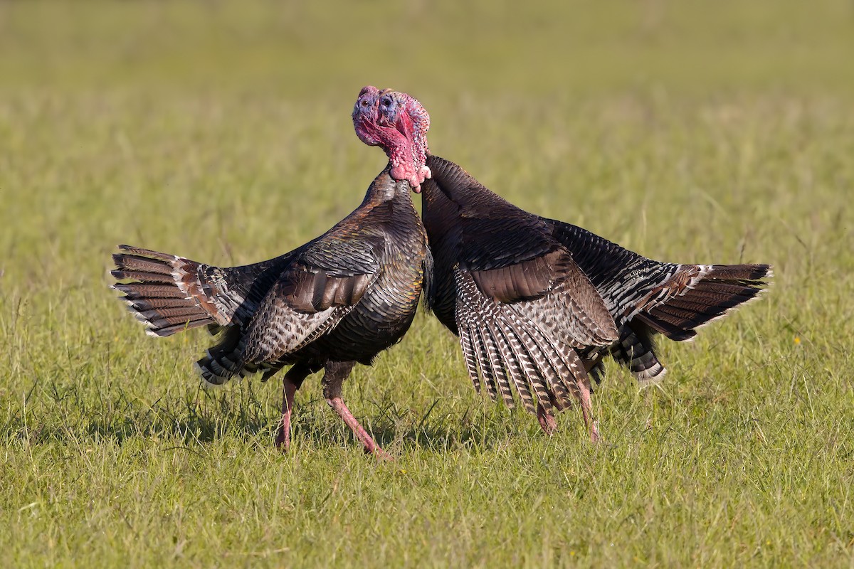 Wild Turkey - ML623007320