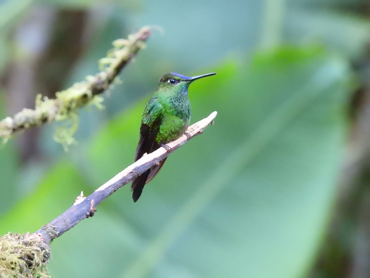 Violet-fronted Brilliant - ML623007368