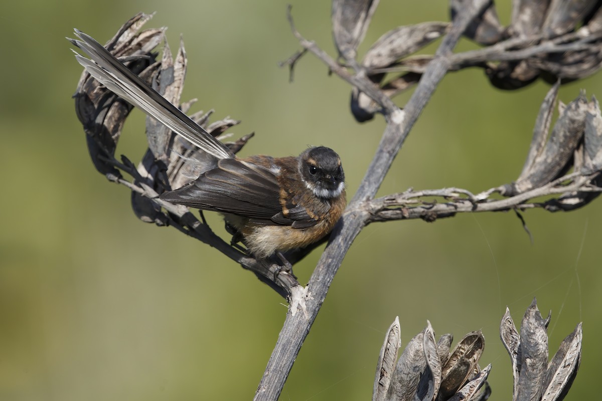 New Zealand Fantail - ML623007471