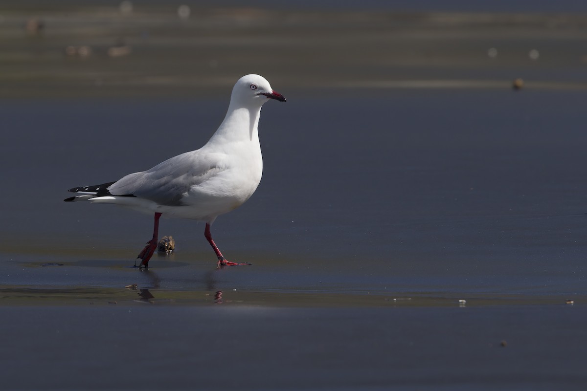 racek australský - ML623007489