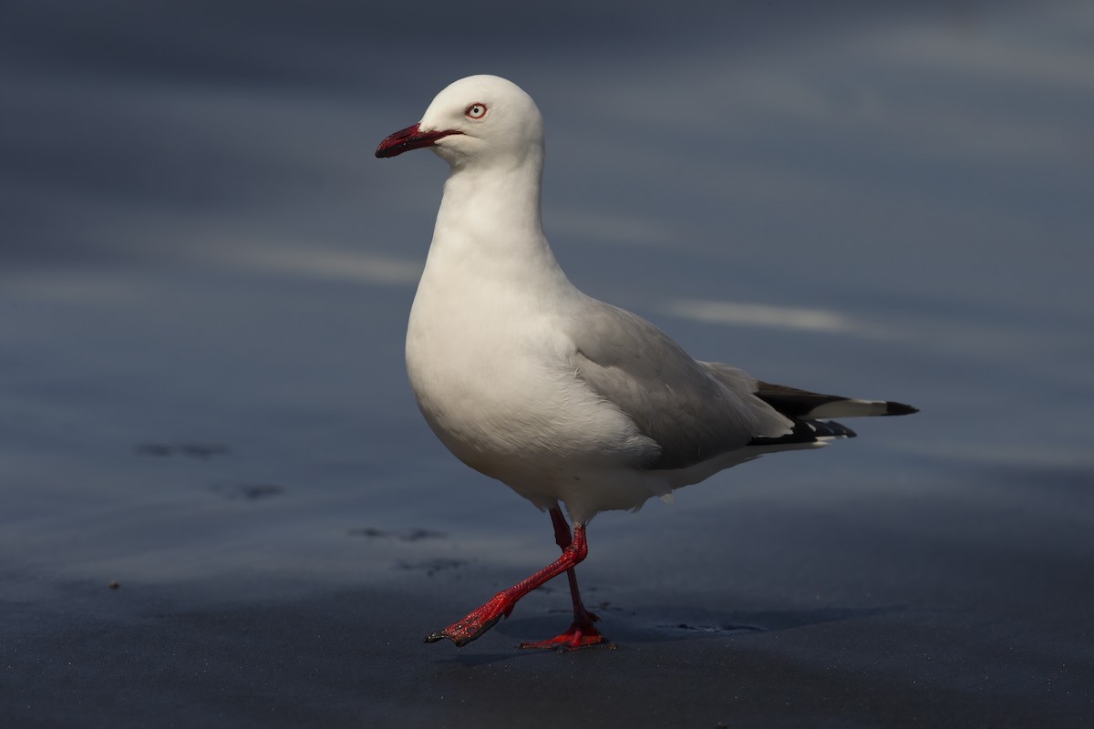 Silver Gull - Marco Valentini