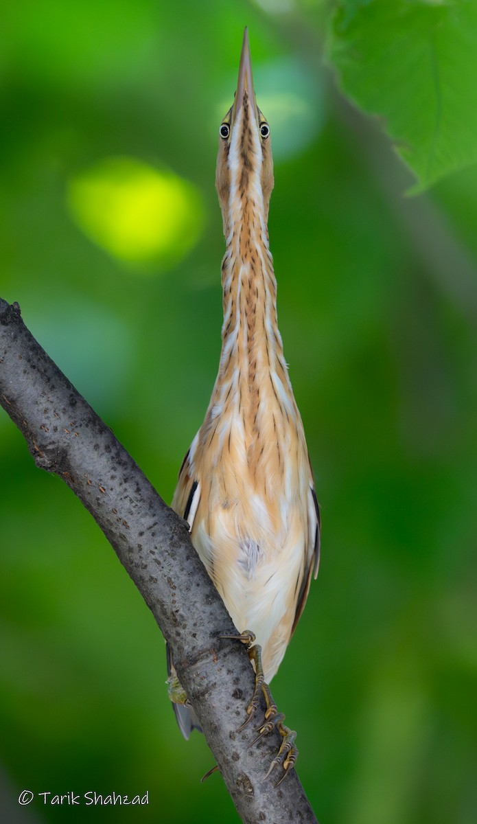 Least Bittern - ML623007493