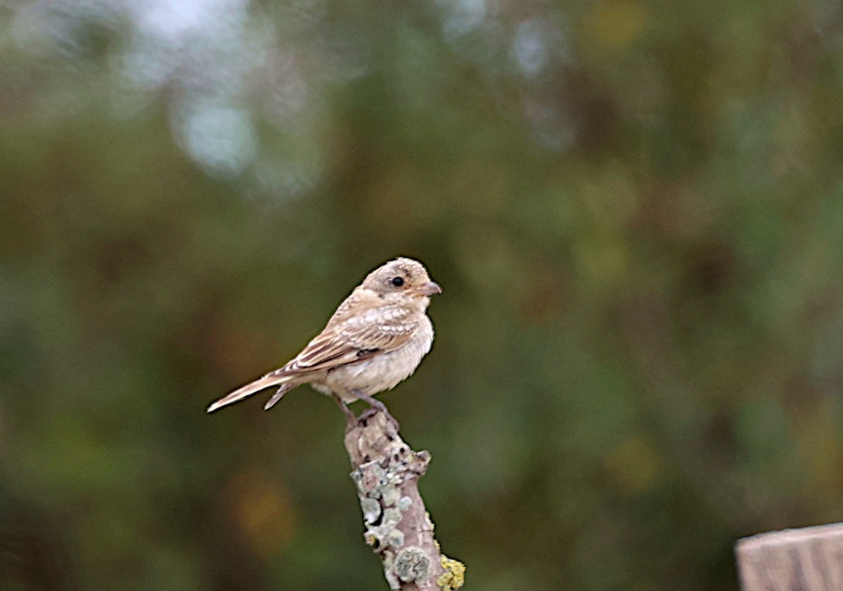 Woodchat Shrike - ML623007504