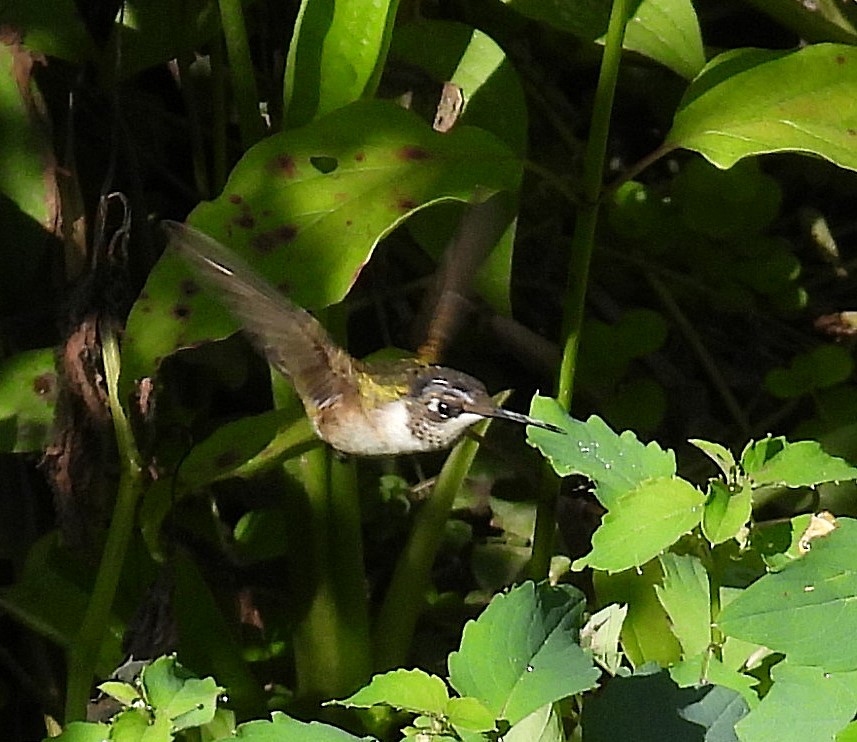 Ruby-throated Hummingbird - ML623007506