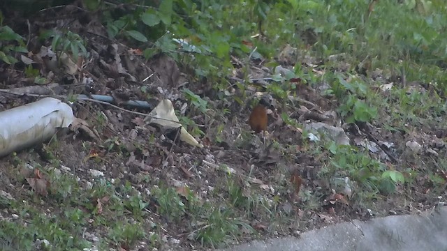 blåvingepitta - ML623007632